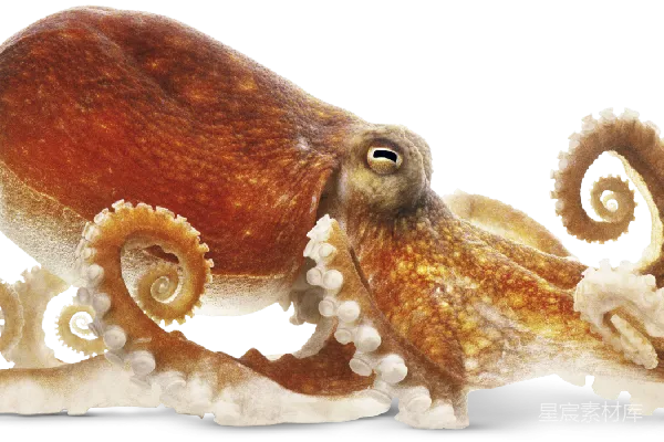 元素素材 章鱼