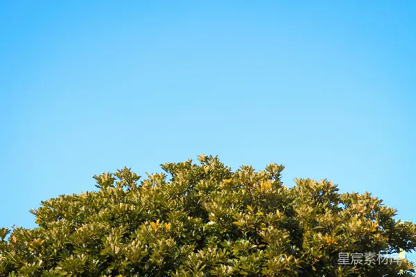 高清摄影 一只鸟栖息在树顶上