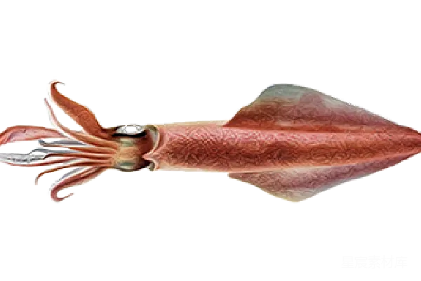 元素素材 PNG