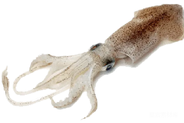 元素素材 squid