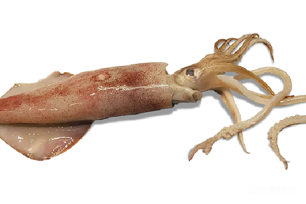 元素素材 squid