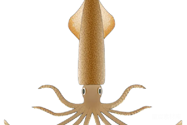 元素素材 squid