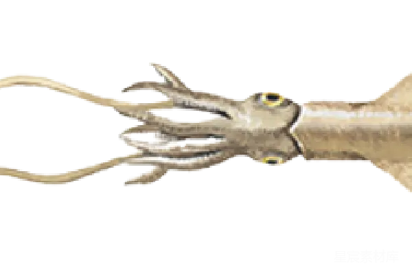 元素素材 squid