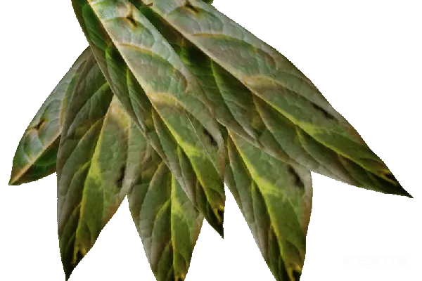 元素素材 烟草