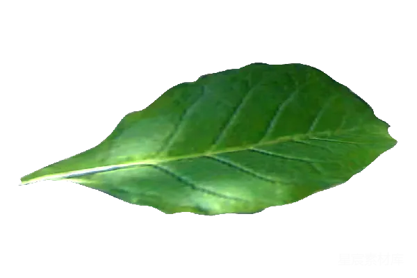 元素素材 烟草