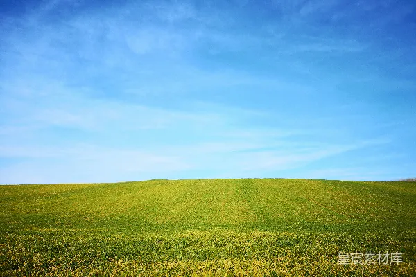 高清摄影 白天的绿草 fields