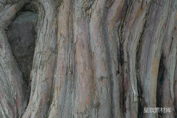 高清摄影 一只鸟停在树干上