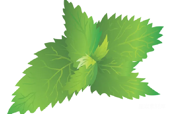 元素素材 荨麻
