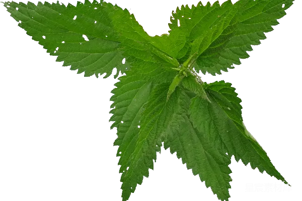 元素素材 植物叶片特写
