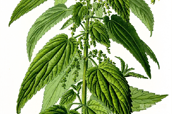 元素素材 荨麻植物插图