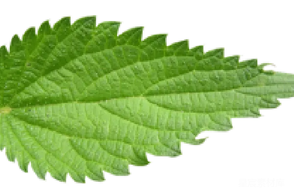 元素素材 荨麻