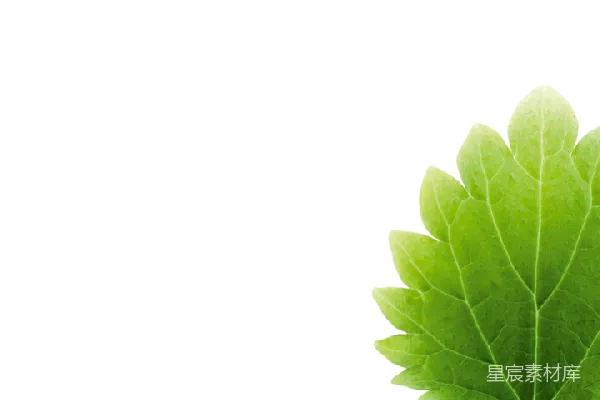 元素素材 荨麻