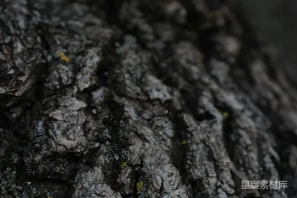 高清摄影 一棵树的近景——树皮