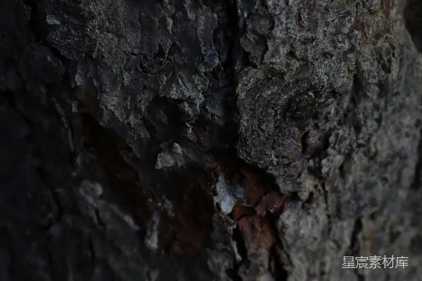 高清摄影 树皮的特写镜头