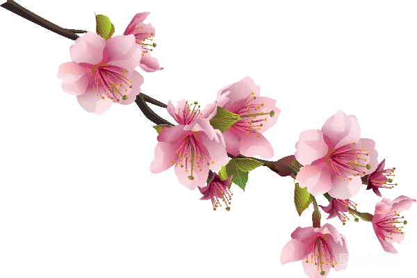 元素素材 樱花