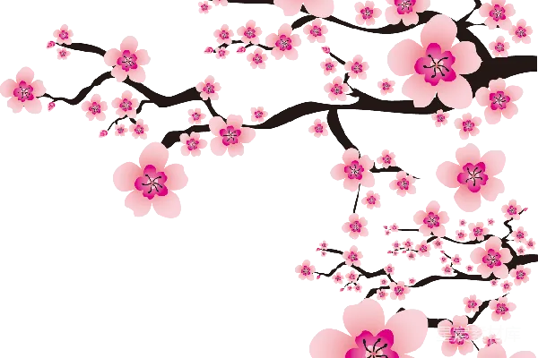 元素素材 樱花树枝插画
