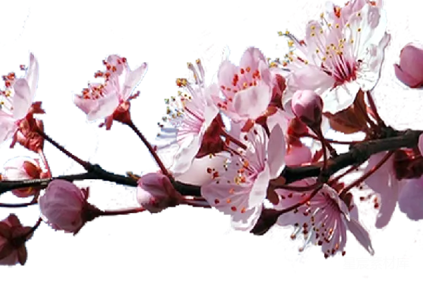 元素素材 樱花