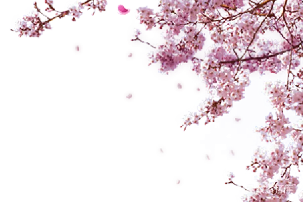 元素素材 樱花