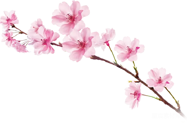 元素素材 樱花