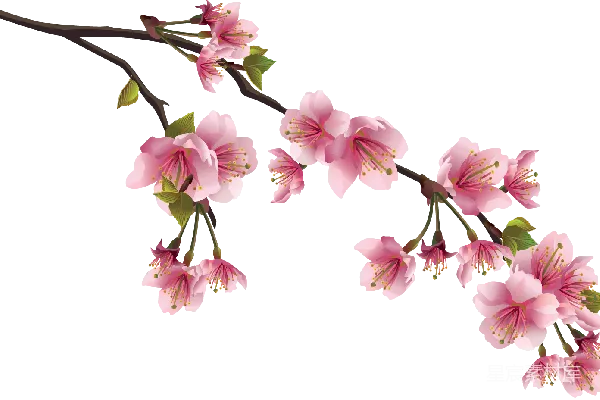 元素素材 樱花