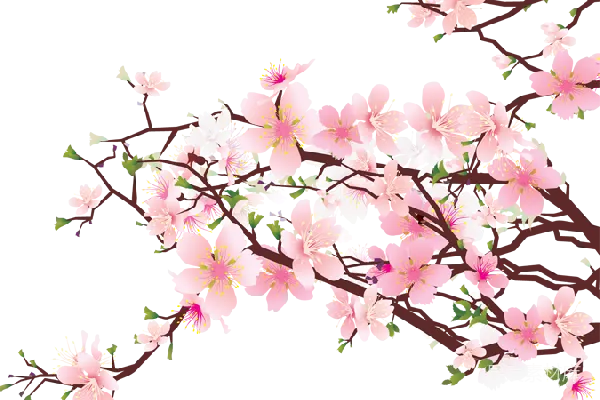 元素素材 樱花