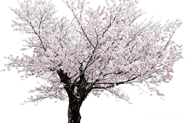 元素素材 樱花