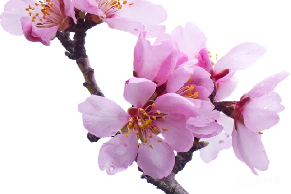 元素素材 透明