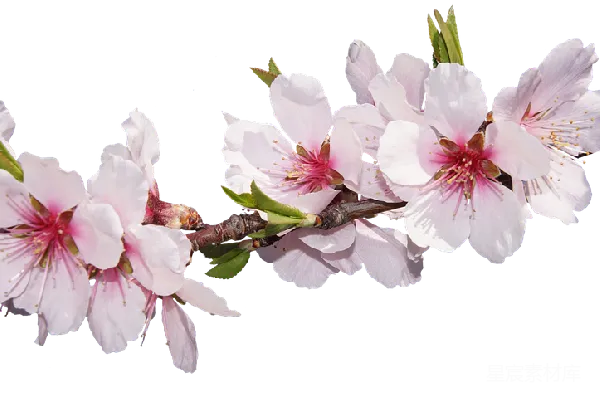 元素素材 樱花