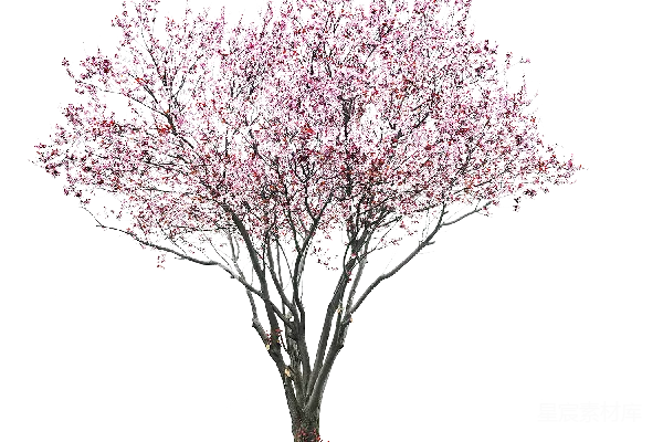 元素素材 樱花