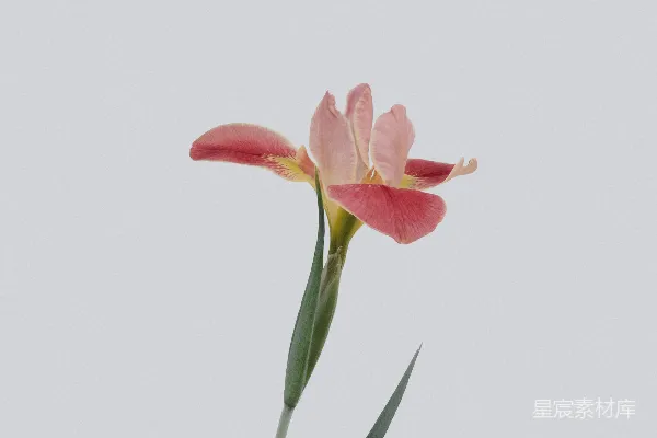 高清摄影 粉红色花瓣的花朵