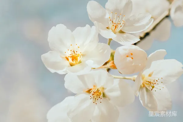 高清摄影 白樱桃 Blossom 在特写摄影中的景象