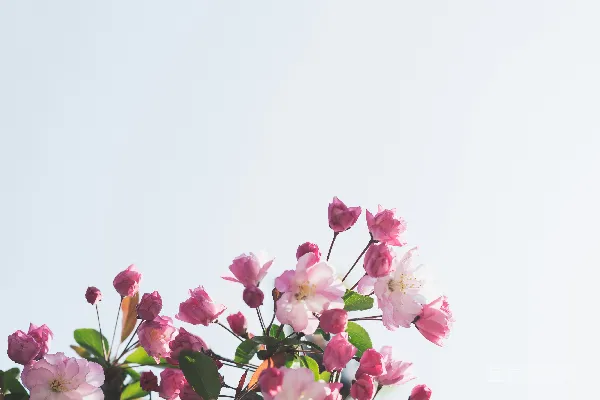 高清摄影 白粉相间的花朵