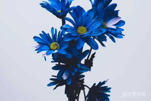 高清摄影 白色背景上的蓝色和白色花朵