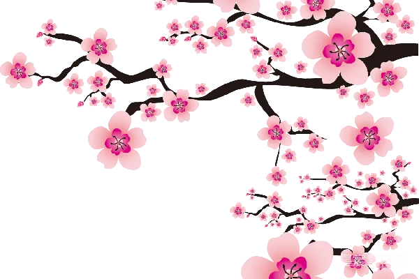 元素素材 樱花