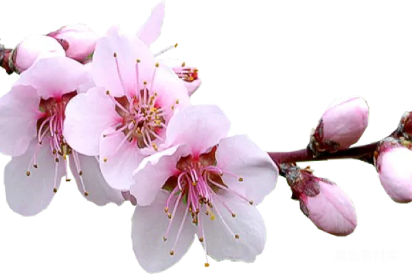 元素素材 樱花