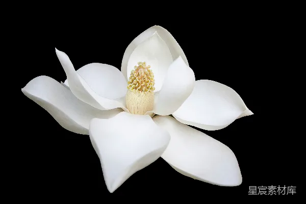 高清摄影 白花的特写照片
