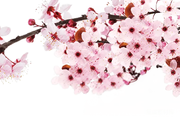 元素素材 樱花