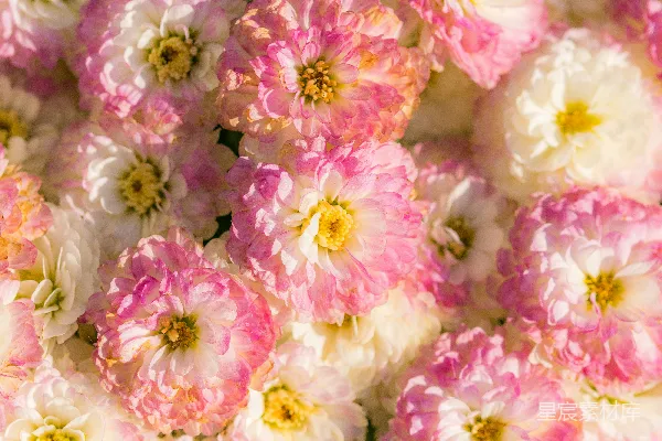 高清摄影 白 pink 花瓣花_lot