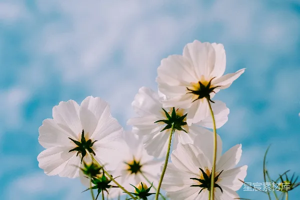 高清摄影 白天开白花瓣花朵