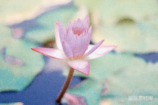 高清摄影 水莲花的特写照片