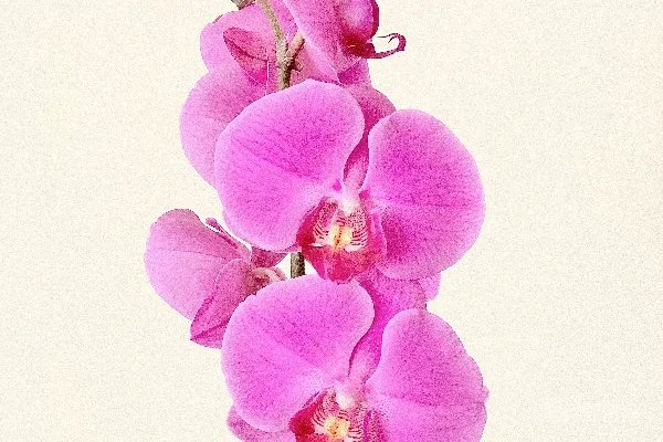 高清摄影 紫花魔芋在开花