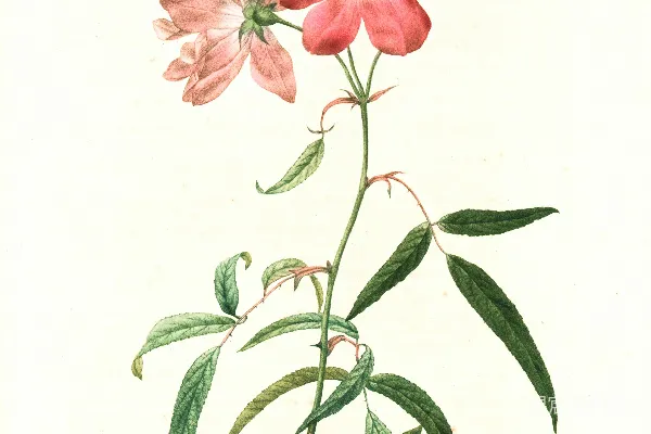 高清摄影 粉绿花绘画