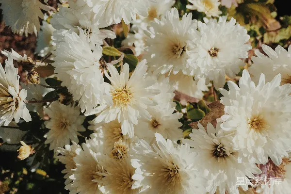 高清摄影 白色雏菊花束