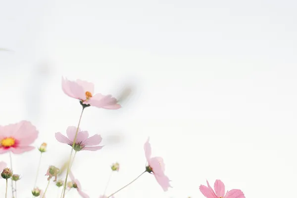 高清摄影 粉色花朵背景为白色