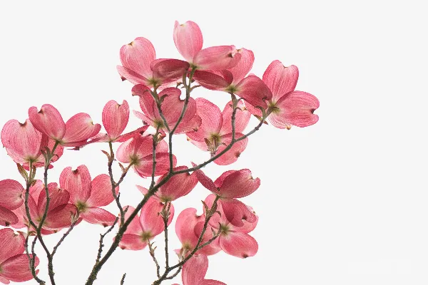 高清摄影 粉色和白色的花朵在白色背景上