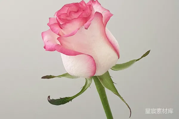 高清摄影 近景摄影中的粉红色玫瑰
