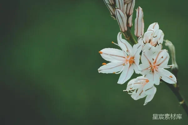 高清摄影 白橙色花瓣花朵的特写选择性摄影