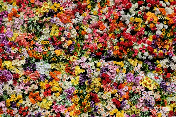高清摄影 红黄白花花瓣