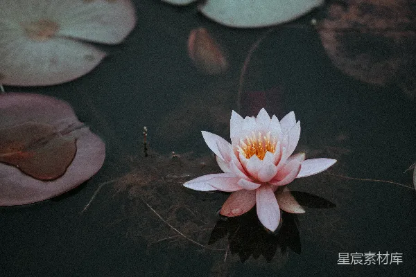 高清摄影 粉色荷花置于清澈的水面中