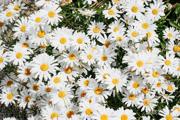 高清摄影 白天盛开的白 Daisy 花朵